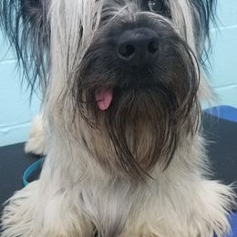 Skye Terrier All Grown Up from Skye Terriers ‘Of Wallace’s Coven’