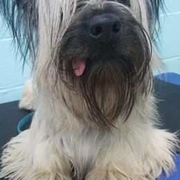 Skye Terrier All Grown Up from Skye Terriers ‘Of Wallace’s Coven’