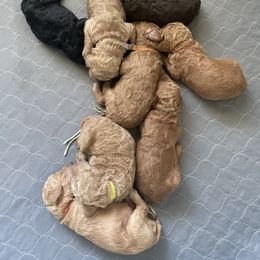 Poodle Puppies from Renders Poodles
