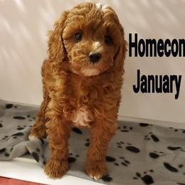 Cavachon and Cavapoo Puppies from Sweet Doodles and Poos
