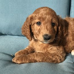 Gracie - Goldendoodle puppy in Utah from PollyWally Doodle