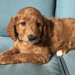 Gracie - Goldendoodle puppy in Utah from PollyWally Doodle