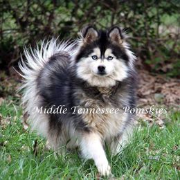 Belle - Pomsky