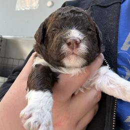 Big girl - Brown female Lagotto Romagnolo puppy in Chicago, Illinois from Midwest Lagotto Romagnolo