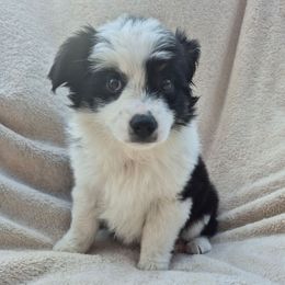 Petuna - Black tri female Miniature Australian Shepherd puppy in Bethel Springs, Tennessee from Goodrum Farms