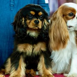 Cavalier King Charles Spaniels from Sharp's Cavaliers