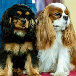 Cavalier King Charles Spaniels from Sharp's Cavaliers