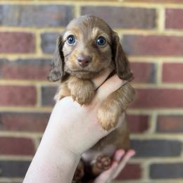 True - Chocolate and tan female Dachshund puppy in Loganville, Georgia from Royal Dackel Haus