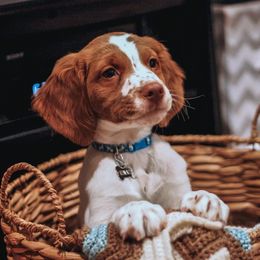 Brittanys from Sincerely, Bird Dogs