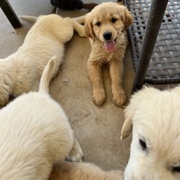 Golden Retriever Puppies from Sunshine Mountain Retrievers