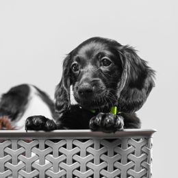 Dachshund Puppies from Chocolat &  Créme doxies