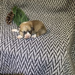 Girl 4 - Red female Pembroke Welsh Corgi puppy in Narvon, Pennsylvania from Corgi Companions (license number 18998)