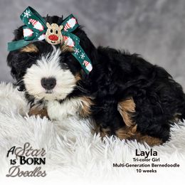 Bernedoodle Puppies from A Star is Born Doodles