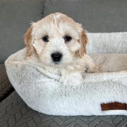 Tulip - female Cavapoochon puppy in Morris, Pennsylvania from Heartland Puppies