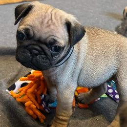 Boy 4 - Fawn Pug puppy in Duluth, Minnesota from Miller Pugs and Hugs