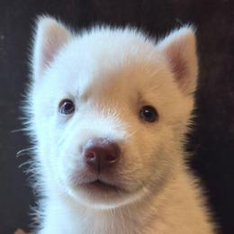 Girl 3 - White female Siberian Husky puppy in Madison, Georgia from Thornbury Kennel