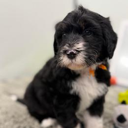 Elf - Tri-color male Bernedoodle puppy in Hegins, Pennsylvania from Bubbling Springs Doodles, LLC