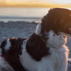 Borzois and Silken Windhounds from Gwen Little's Borzois and Silken Windhounds