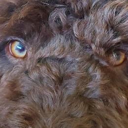 Double Doodles, Goldendoodles, and Labradoodles from Godley Doodles Of Texas