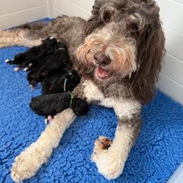 Blue collar - Tri-color male Bernedoodle puppy in Boiling Springs, South Carolina from OlliePups, LLC
