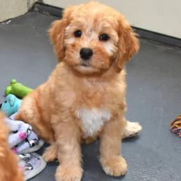 Hoss - Apricot male Goldendoodle puppy in Jasper, Indiana from Hilltop Pups LLC