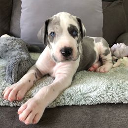 Great Dane and Miniature Schnauzer Puppies from River Valley Great Danes