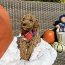 Aussiedoodle and Bernedoodle Puppies from Magnolia Grove Farms