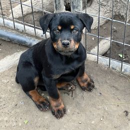 Girl 3 - Black and rust Rottweiler puppy in Fowler, Ohio from Pushing Performance Rottweilers