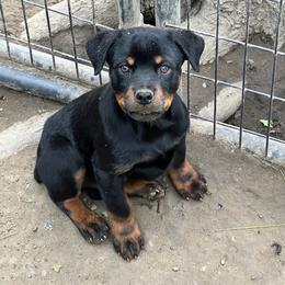 Girl 3 - Black and rust Rottweiler puppy in Fowler, Ohio from Pushing Performance Rottweilers