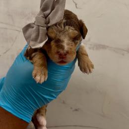 Kit Kat - Chocolate merle female Bernedoodle puppy in Richmond, Texas from Harper’s Heartbeats