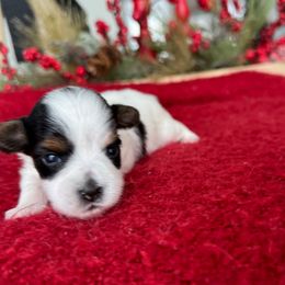 Half Pint Bonnie Lass - Black tan and white female Biewer Terrier puppy in Malta, Ohio from Half Pint Biewer Terriers