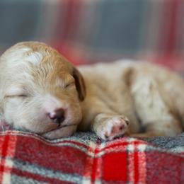 Goldendoodle Puppies from Pond Town Pups