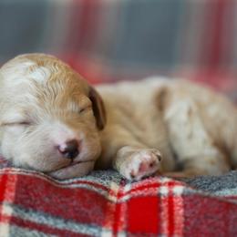Goldendoodle Puppies from Pond Town Pups