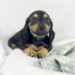 Pumpkin Cream - Black and cream female Dachshund puppy in Sacramento, California from MiniDoxPups