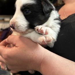 Bean - Black and white male Border Collie puppy in Franklin, Maine from Broad Meadow Borders