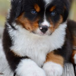 BTM-1 - Black tri male Miniature American Shepherd puppy in Baker City, Oregon from Back Country Aussies