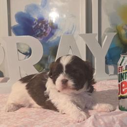 Bella - Gold and white female Shihpoo puppy in Eldon, Missouri from B&B Designer Shihpoo’s
