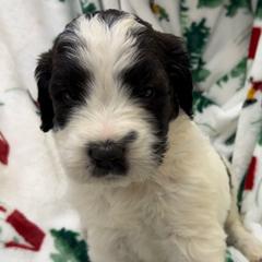 Girl 2 - Black and white female Saint Berdoodle puppy in San Antonio, Texas from Mammoth Doodles