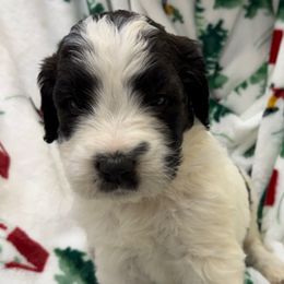 Girl 2 - Black and white female Saint Berdoodle puppy in San Antonio, Texas from Mammoth Doodles