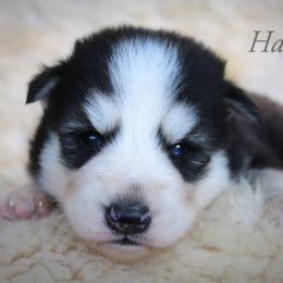 Cavapoo and Pomsky Puppies from Hatz Off Puppies