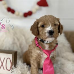 Gray collar - Apricot male Goldendoodle puppy in Ohio from Farr’s Goldens and Doodles