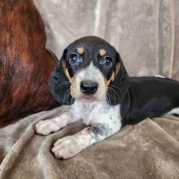 Ken - Piebald male Dachshund puppy in Lindsay, California from Lewis Creek Dachshunds