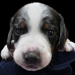 Baby Boy 1 - Trip - Piebald male Dachshund puppy in Salem, Oregon from Long'd Fore Dachshunds