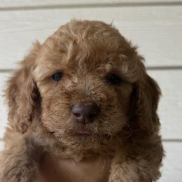 Goldendoodles and Labradoodles from California Double Doodles