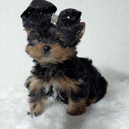 JaDoire - Black and gold female Yorkshire Terrier puppy in Prosper, Texas from DaintyDawlz