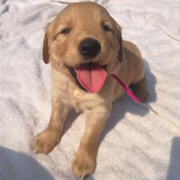 Bo Peep- Pink collar  (2nd pick female) - Golden female Golden Retriever puppy in Tenino, Washington from Oak River Goldens'