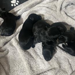 Ginger - Black female Scottish Terrier puppy in Goodrich, Texas from Landrum Scottish Terriers