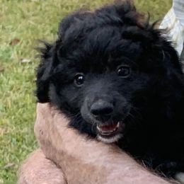 Nacho - Black and white male Aussiedoodle puppy in Nacogdoches, Texas from BA Mini Poodles