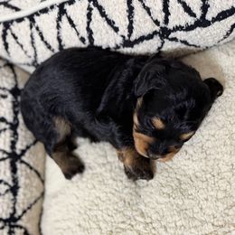 Onyx - Phantom male Bernedoodle puppy in Warrensburg, Missouri from Dreamer Ridge Puppies