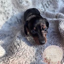 Holly - Dapple female Dachshund puppy in Lufkin, Texas from CSW Dachshunds